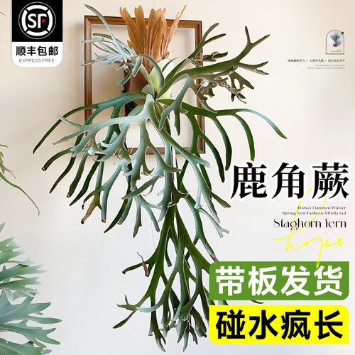 鹿角蕨植物盆栽定制板二歧鹿角蕨壁挂绿植