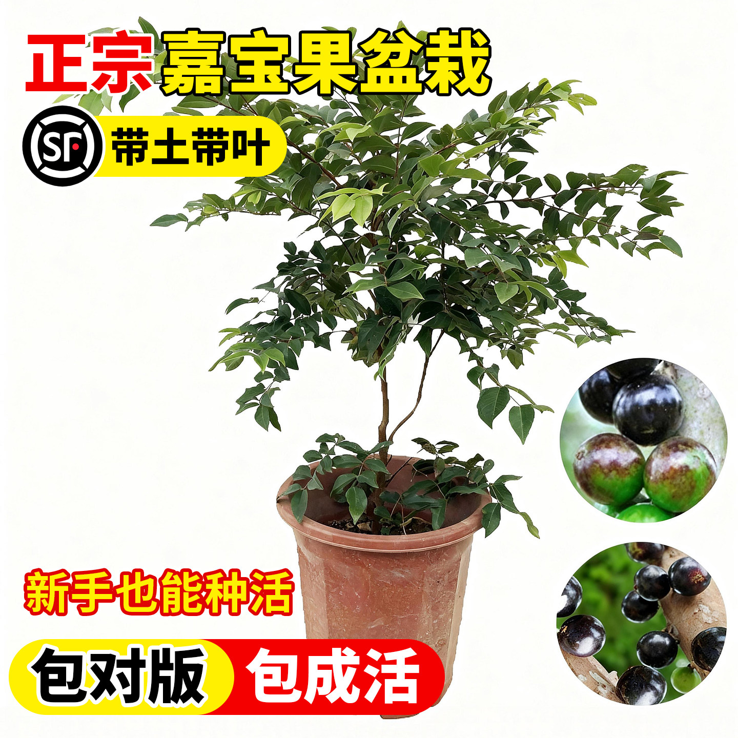 壹植当年结果正宗嘉宝果苗图片