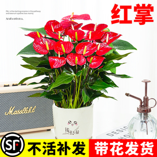 花卉 红掌盆栽带花大叶大花室内驱蚊植物客厅水培绿植鸿运当头四季