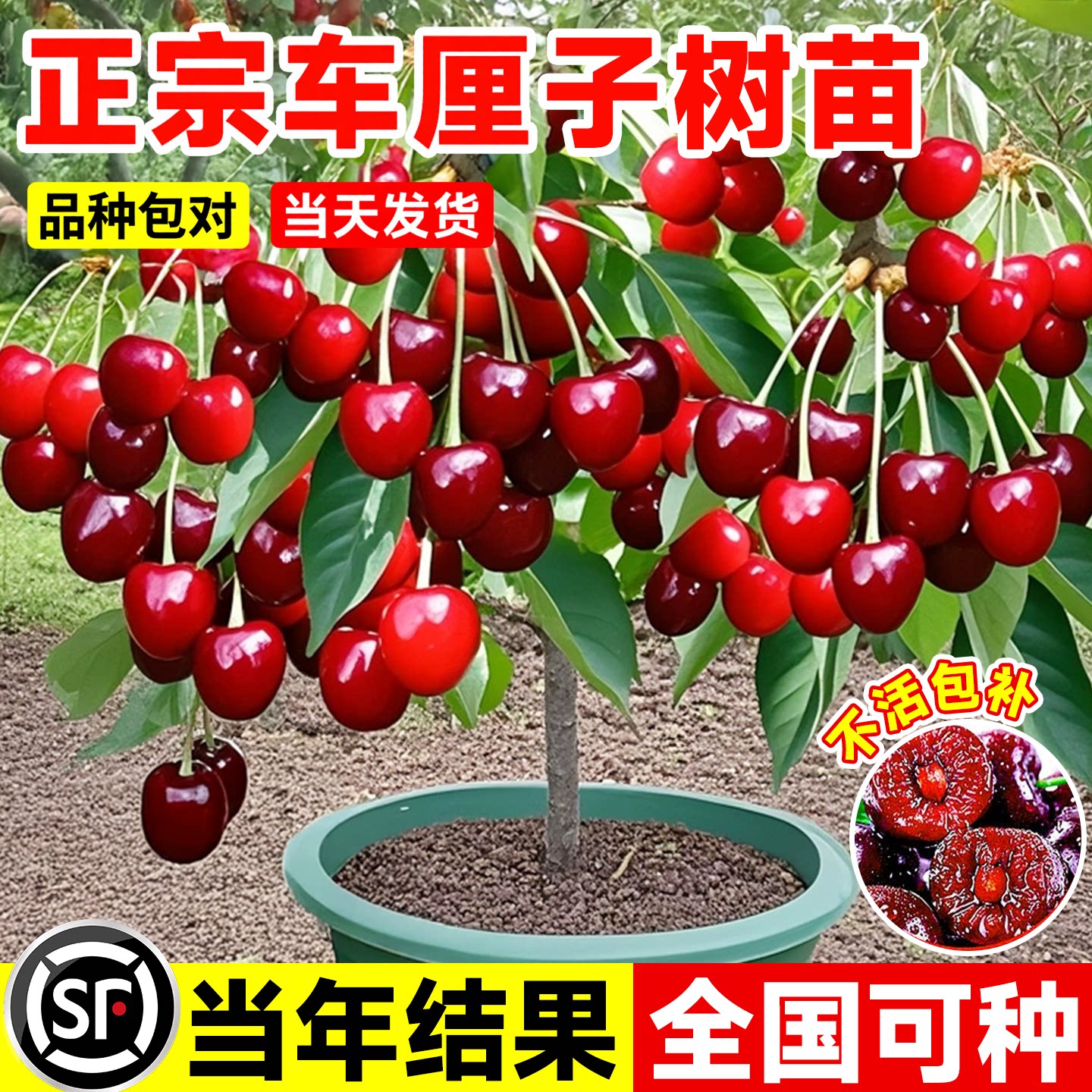 车厘子树苗耐寒特大南北种植地栽图片