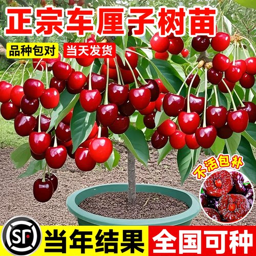 车厘子树苗耐寒特大南北种植地栽