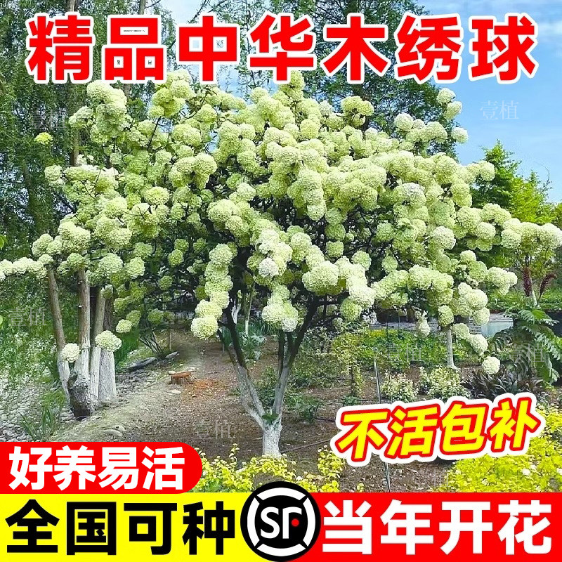 中华木绣球树苗欧洲木秀球斗球老桩盆栽庭院别墅风景树白麻球花苗