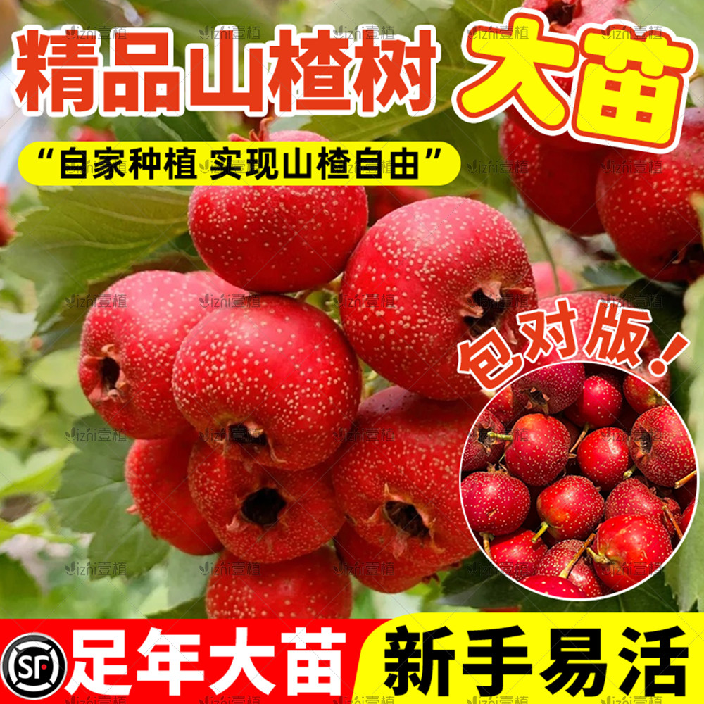 山楂树活苗盆栽特大嫁接大五棱金星庭院地栽果树果苗当年结果纯甜