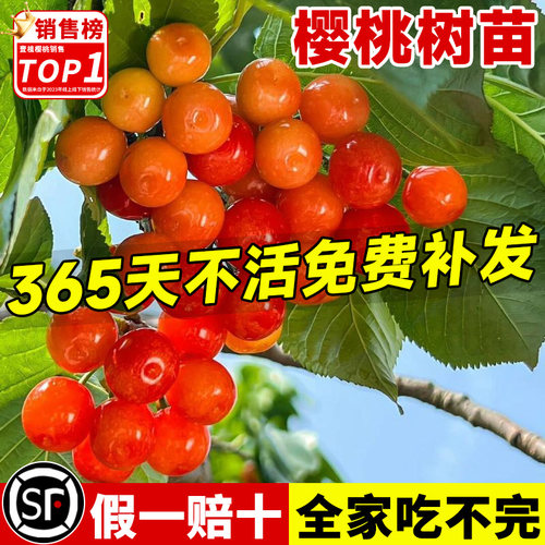 樱桃树苗特大中华南北方庭院种植