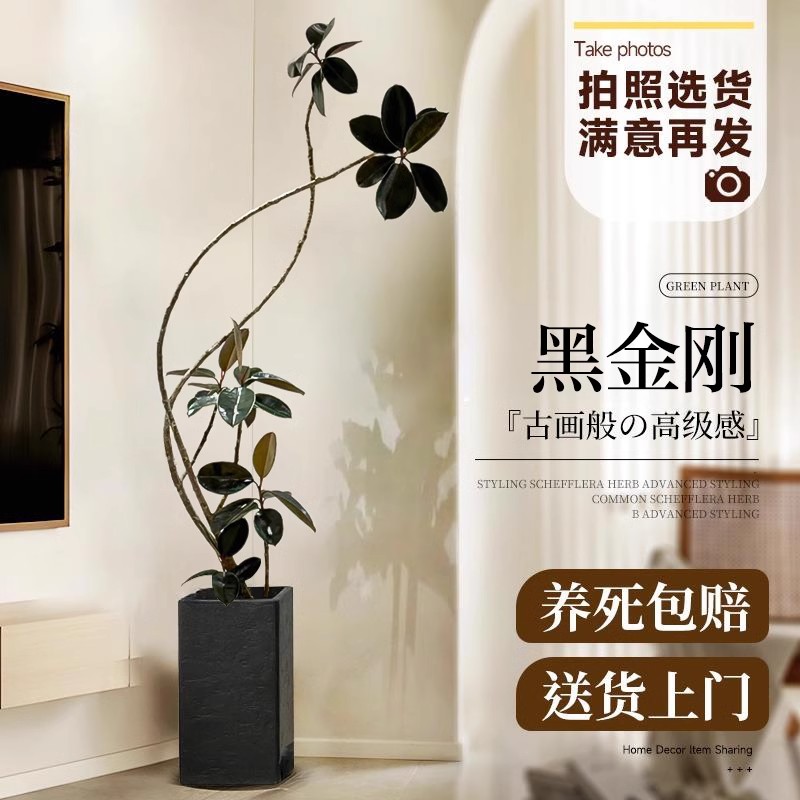 黑金刚橡皮树客厅大型植物盆栽办公室内落地式四季绿植好养耐活