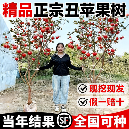 丑苹果果苗嫁接南北方种植冰糖心
