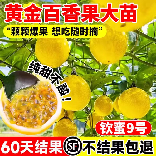 百香果树果苗黄金果9号大苗