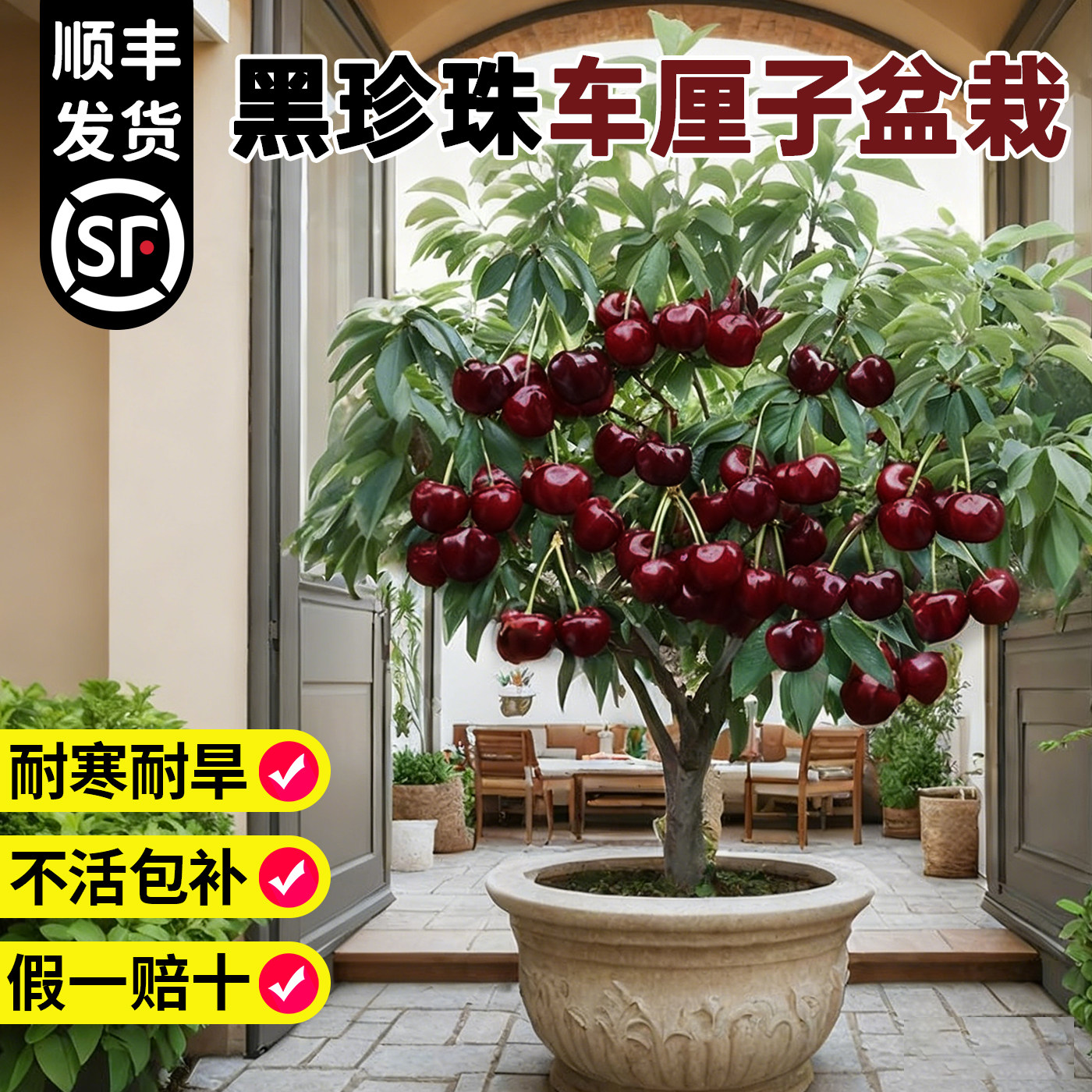 车厘子树苗盆栽矮化黑珍珠耐寒樱桃果树南方北方种植果苗四季带土,鲜花速递/花卉仿真/绿植园艺,果树,淘宝优惠券,粉丝福利购,淘宝优惠卷
