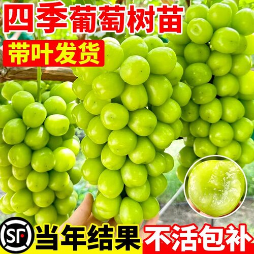 葡萄树苖阳光玫瑰南方种植大盆栽