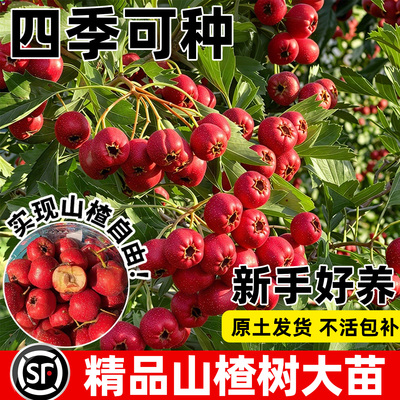 山楂树大树活苗南北方四季种植