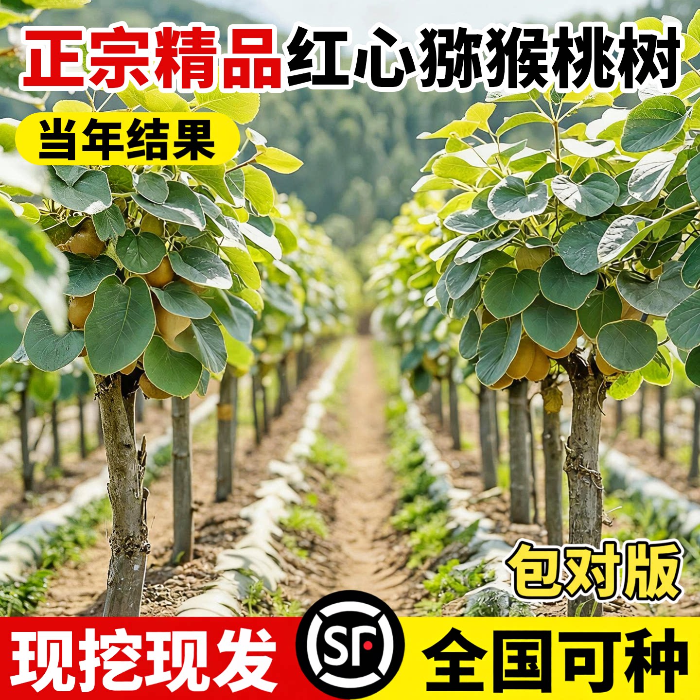 猕猴桃树果苗南北方种植当年结果图片