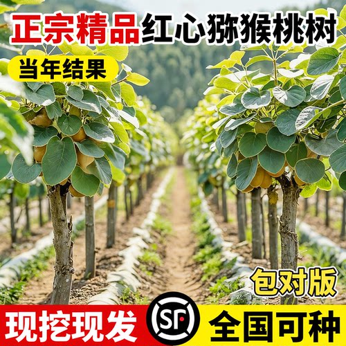 猕猴桃树果苗南北方种植当年结果