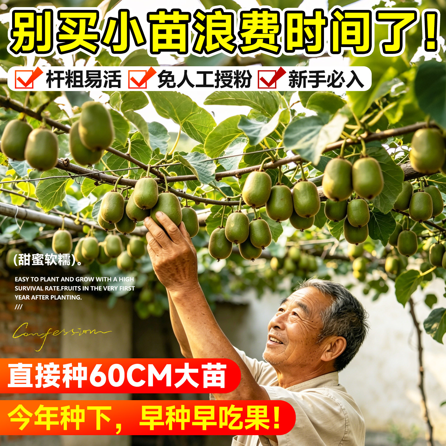 红心猕猴桃树果苗带土大苗图片