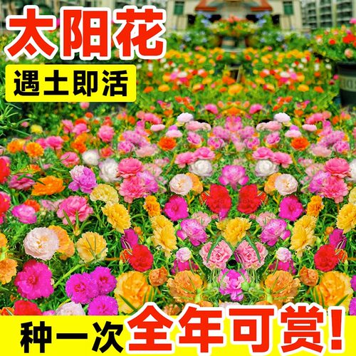 重瓣太阳花种孑籽四季播种盆栽