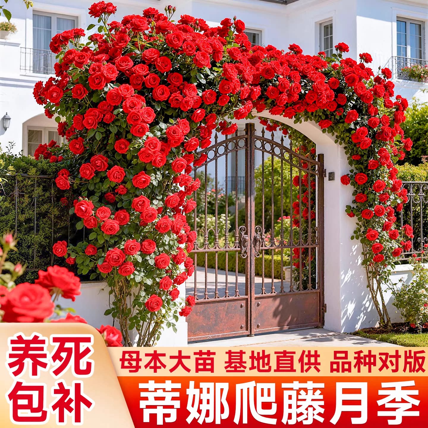 爬藤月季藤本月季花苗四季开花蒂图片
