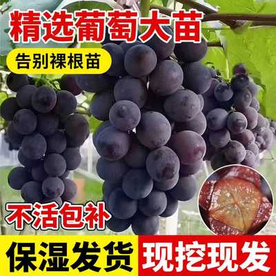 葡萄树苗巨峰嫁接爬藤南北方种植