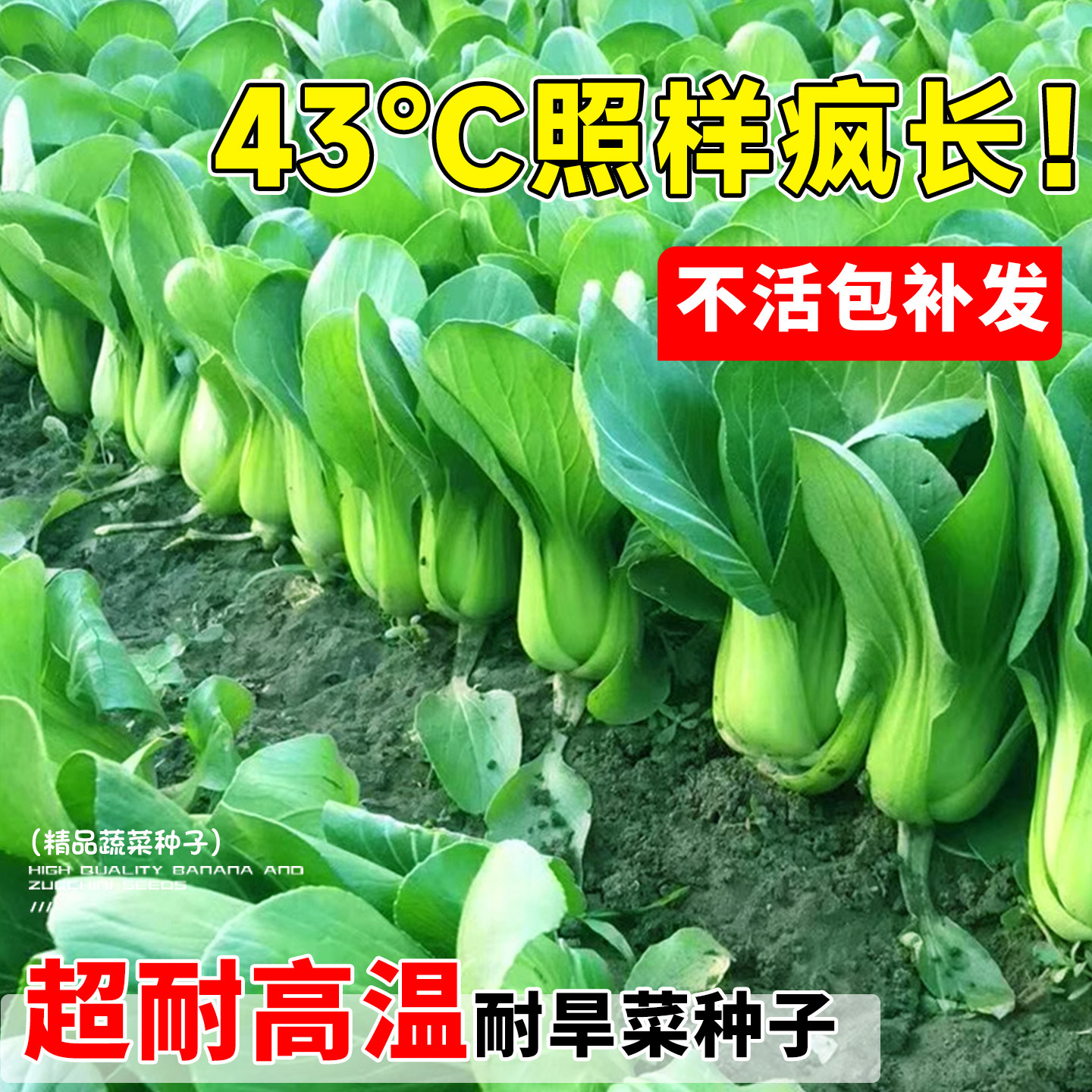 上海青菜种子老品种菜籽室外阳台庭院种植蔬菜青菜种子四季可播种