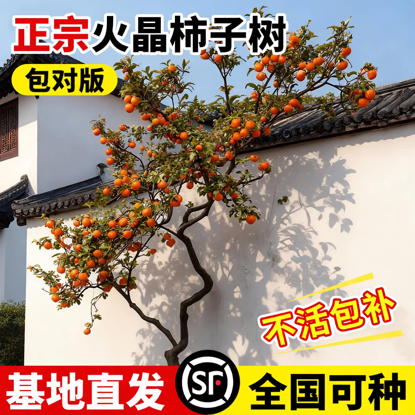 柿子树果苗火晶正宗对版庭院地栽图片