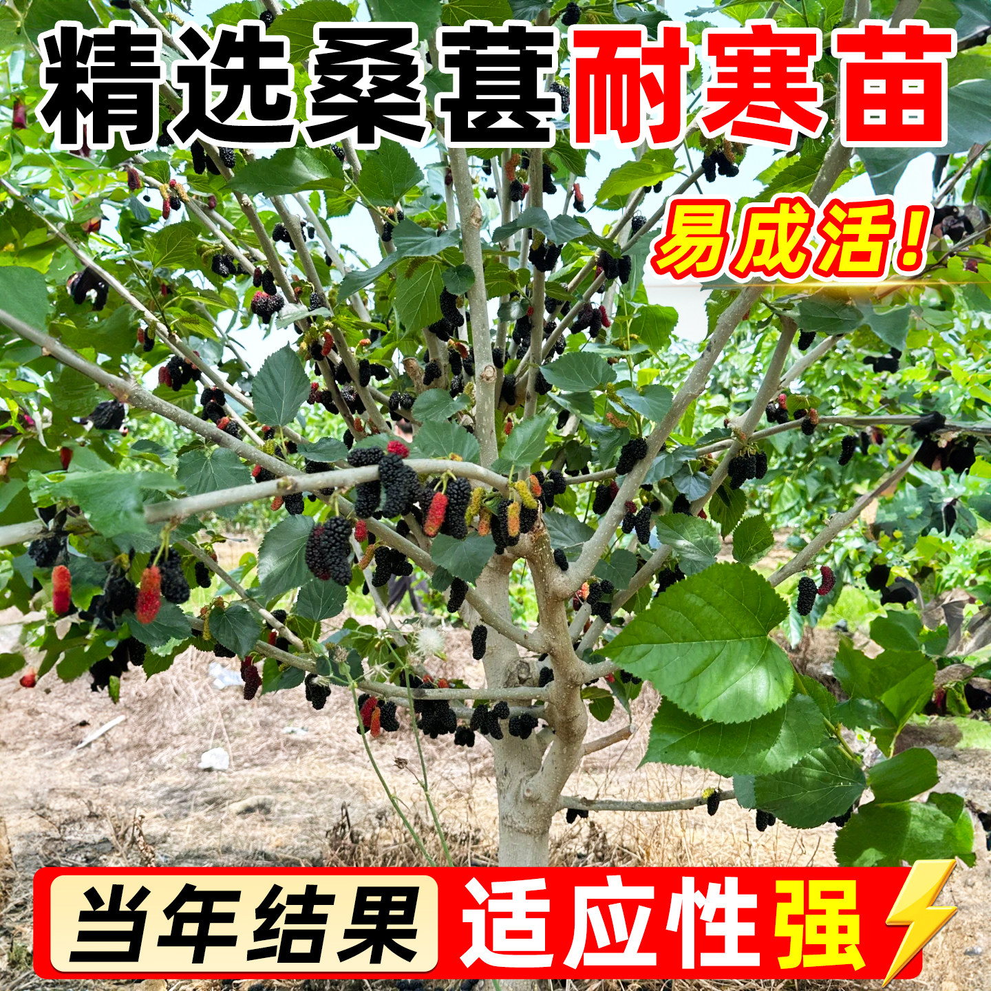 桑葚树苗嫁接无籽十长果桑当年结果南北方种植台湾四季地栽耐寒