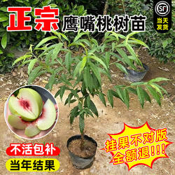 鹰嘴桃树果苗正宗广东连平南北方种植黄桃水蜜桃树苗带土四季盆栽