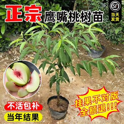 鹰嘴桃树果苗正宗广东连平嫁接苗