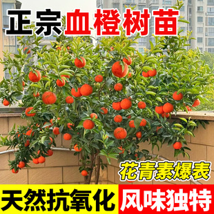 血橙子树苗嫁接纽荷尔脐橙红美人苗南北方种植庭院盆栽地栽果树苗