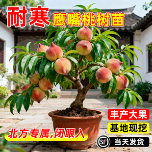 鹰嘴桃树苗果苗盆栽南北方种植广东连平嫁接黄桃水蜜桃树四季耐寒