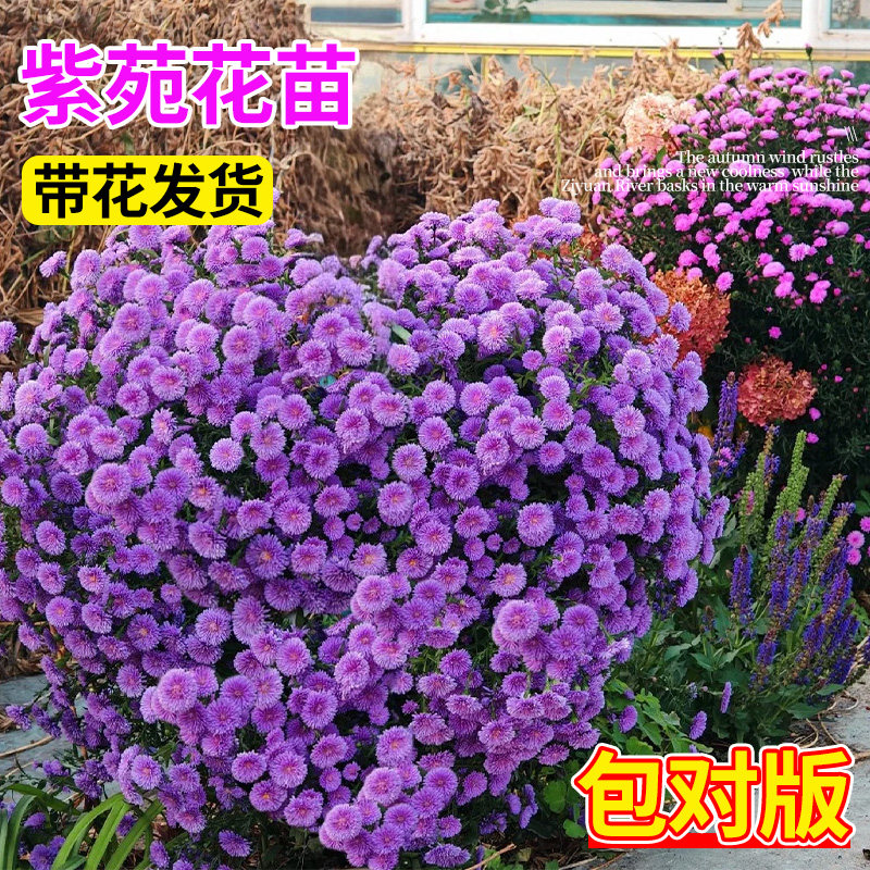 荷兰菊盆栽小卡罗紫苑花镜植物花苗四季开花室外庭院耐寒花卉好养,鲜花速递/花卉仿真/绿植园艺,时令草本花卉,淘宝优惠券,粉丝福利购,淘宝优惠卷