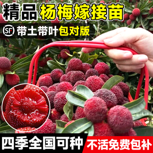 正宗仙居东魁杨梅树树苗黑炭南北方种植嫁接果树带土特大当年结果