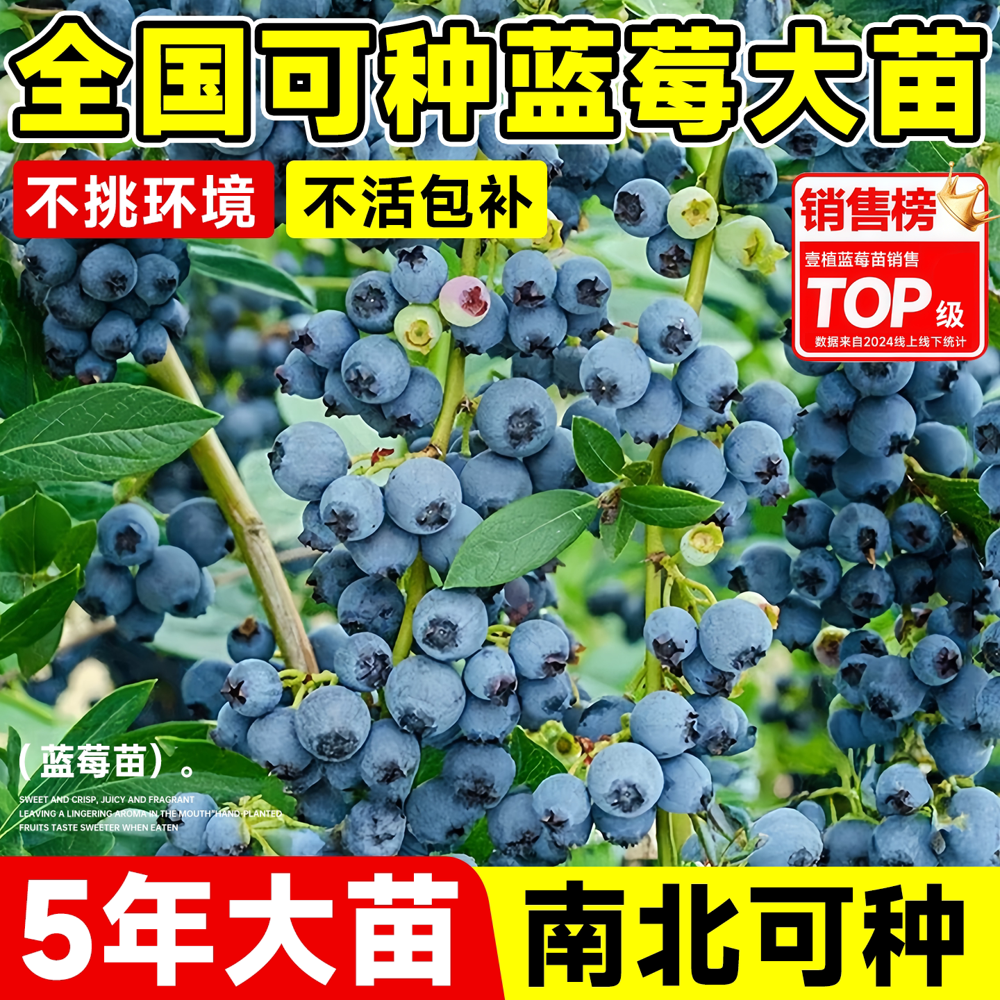 蓝莓树果苗盆栽阳台庭院薄雾特大F6耐寒带大果南北方种植当年结果