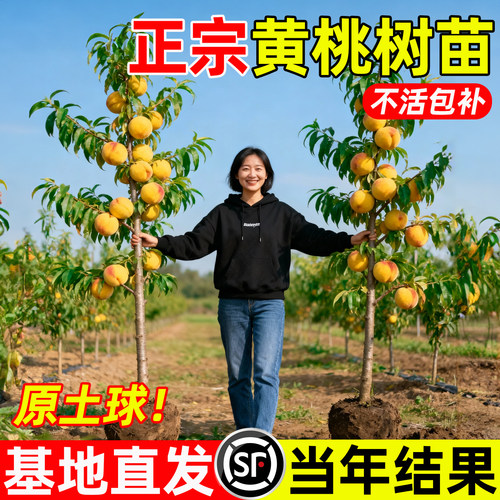 正宗黄桃树果苗四季带土假一赔十