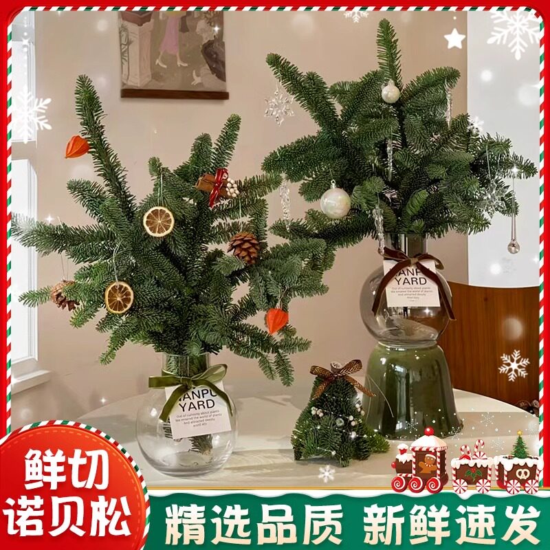 诺贝松鲜切圣诞树真树水培植物盆栽冬青红果花束圣诞节花卉绿植