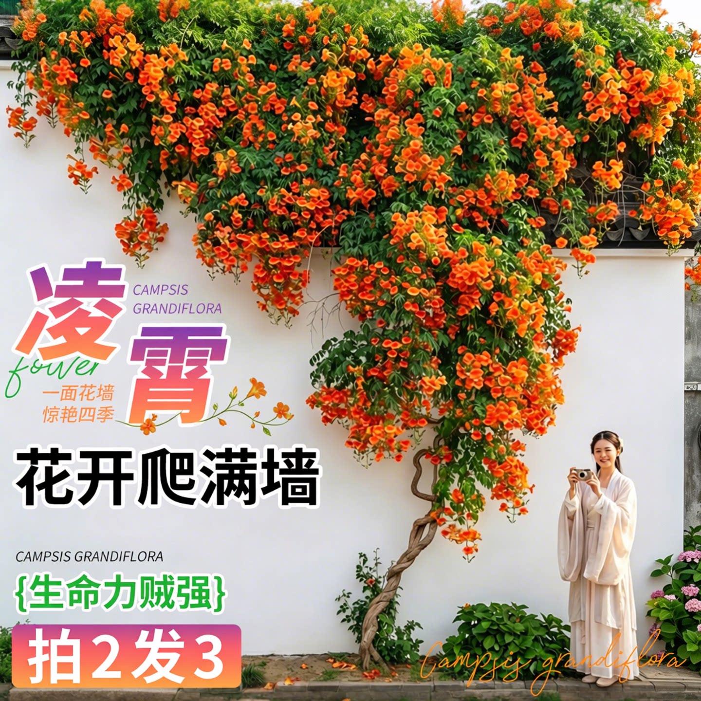 凌霄花爬藤大苗树苗爬藤植物图片