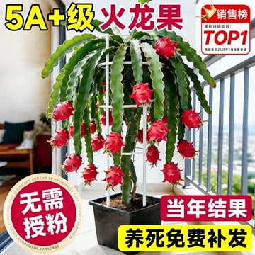 红心火龙果树果苗盆栽南北方四季