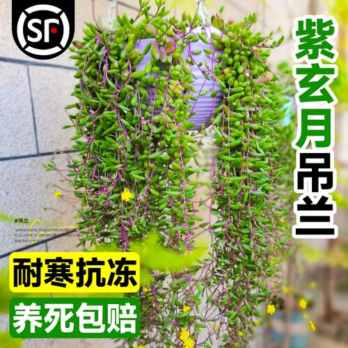 紫玄月多肉吊兰好养活室内阳台佛珠吊篮情人泪四季垂吊式花卉盆栽
