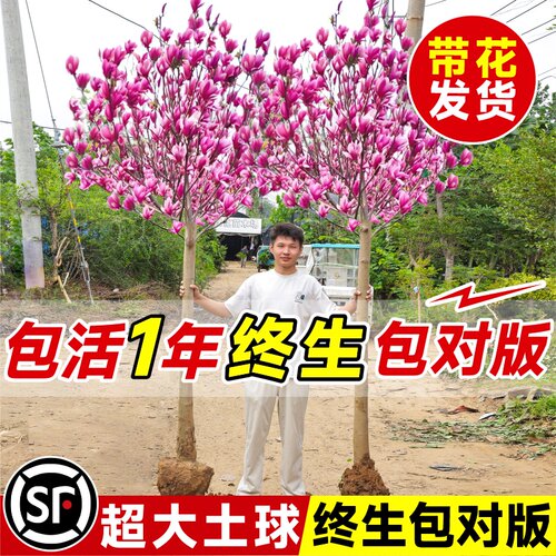 玉兰花树苗带花苞室外别墅矮化紫白玉兰庭院地栽四季耐寒花卉植物