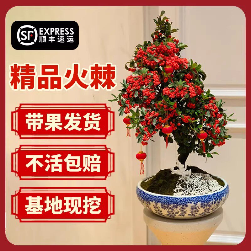 火棘盆栽带红果沙棘树苗室内外阳台庭院老桩树桩盆景四季耐寒绿植