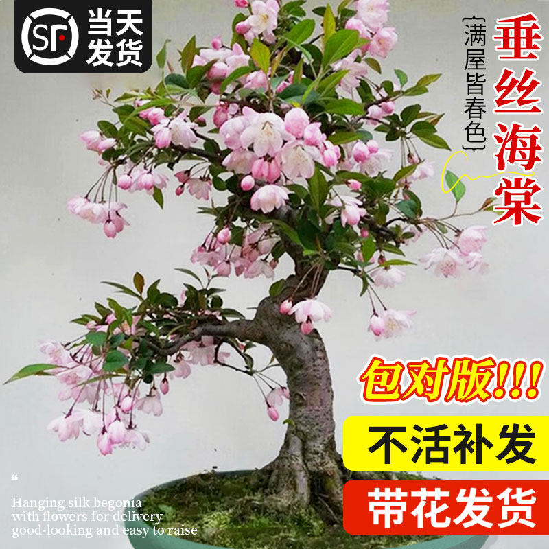 垂丝海棠花盆栽树苗四季开花室内客厅阳台老桩绿植物盆景好养花卉