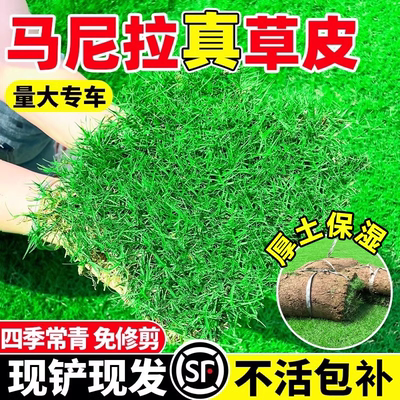 马尼拉草皮带土真坪绿化工