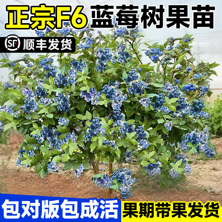 蓝莓树果苗盆栽F6正宗耐寒花香蓝莓苗室内外庭院地栽南北种植