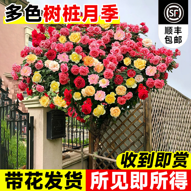 多色棒棒糖月季四季开花老桩特大花树桩花苗浓香大苗室外庭院耐寒