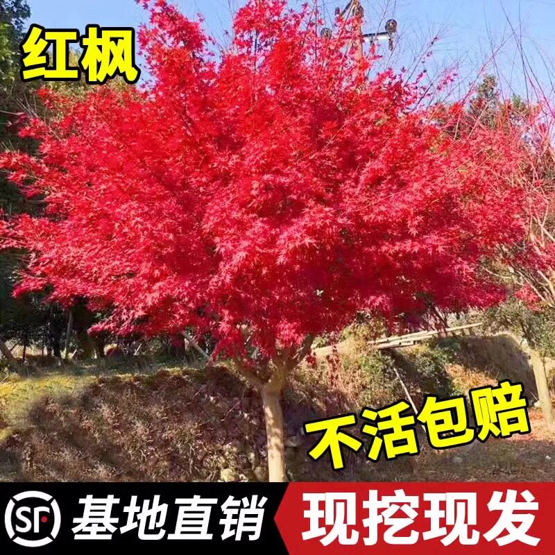 日本红枫树苗四季红别墅室外庭院红舞姬枫树盆栽小苗红枫矮化大树