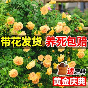 黄金庆典月季蔷薇花苗大花玫瑰