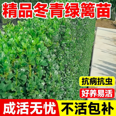 大叶北海道黄杨冬青树苗绿篱植物