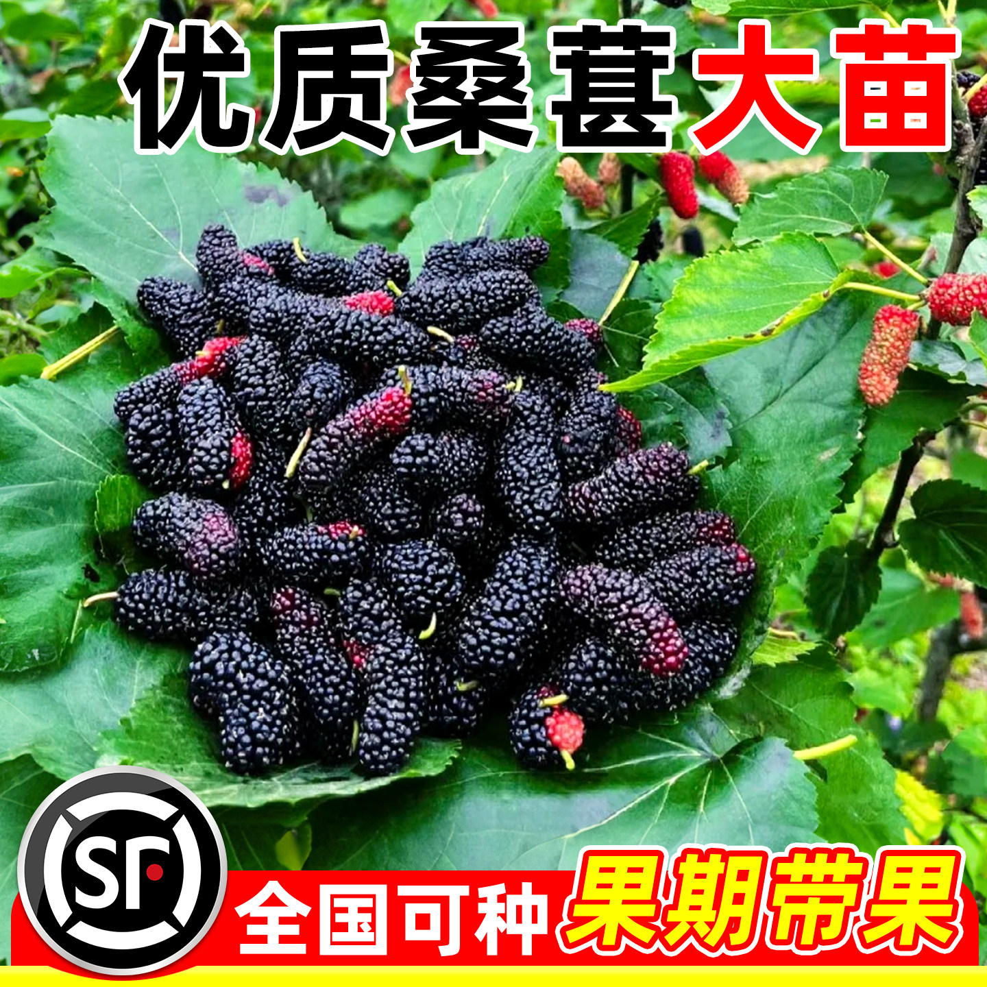 桑葚树苗嫁接无籽十长果桑当年结果南北方种植台湾四季地栽特大