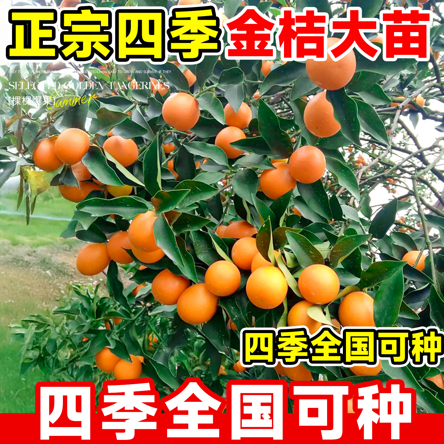 四季金桔树树苗四季结果好养易活