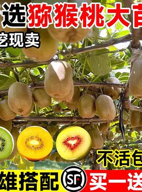 正宗猕猴桃树果苗红心软枣嫁接雌雄同株耐寒特大南北种植庭院果树