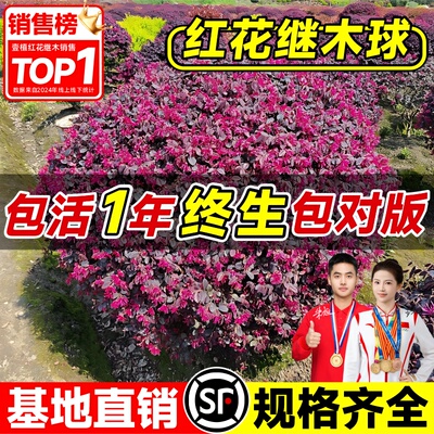 红花继木树苗造型树耐寒苗木