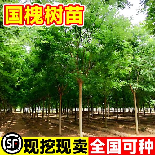 国槐树苗大型绿化速生国槐苗