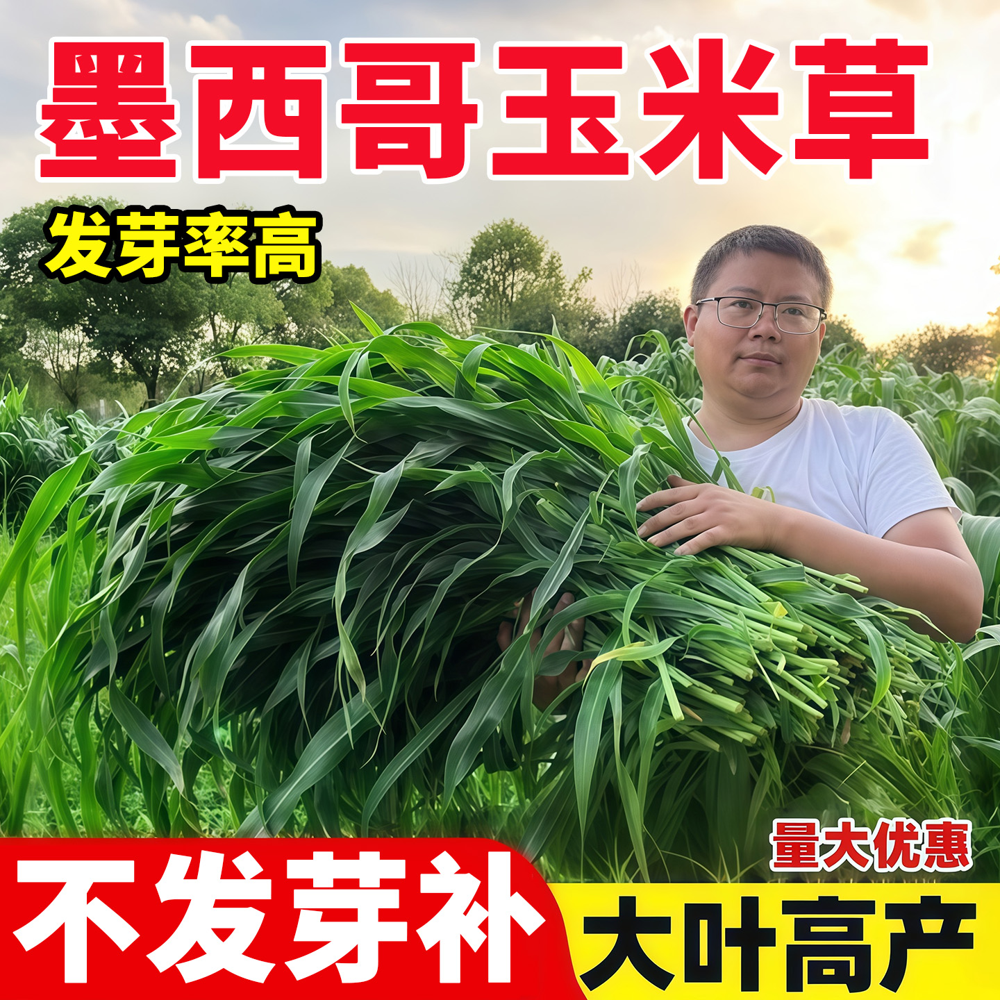 进口墨西哥玉米草种籽四季牧草